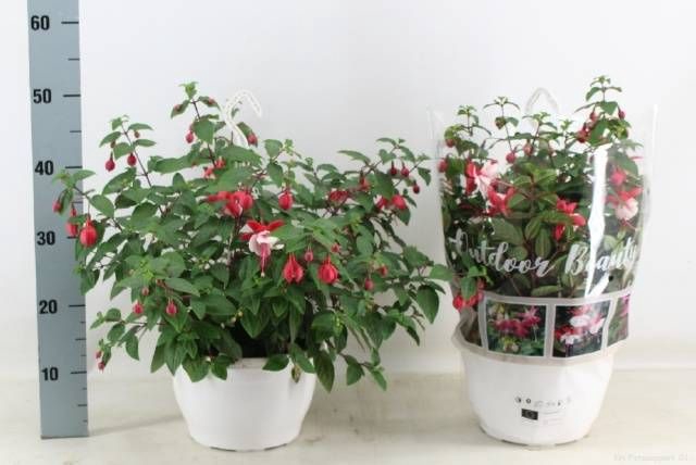 <h4>FUCHSIA OV</h4>