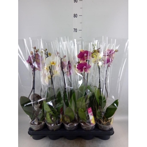 Phalaenopsis   ...mix