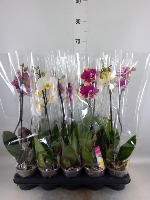 <h4>Phalaenopsis   ...mix</h4>