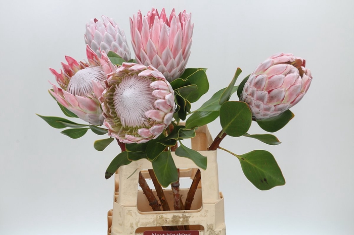 <h4>Protea Cynaroides</h4>