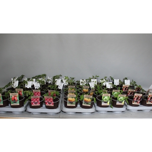 Tomatenplanten Mixlaag