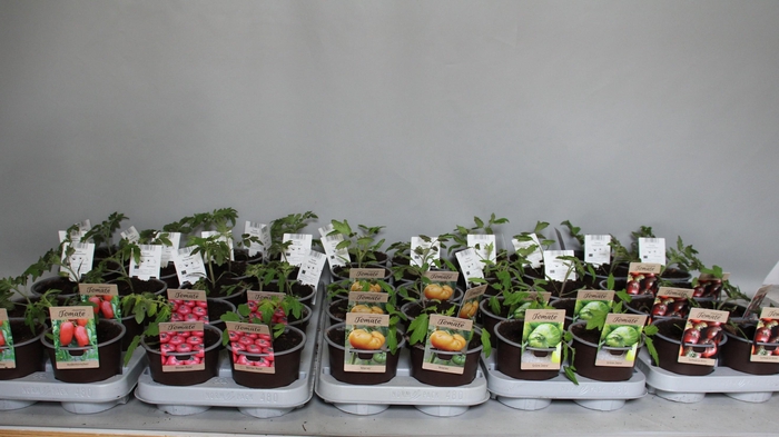 <h4>Tomatenplanten Mixlaag</h4>