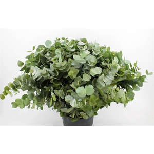 Euca Cinerea 70-75 Cm P Stem