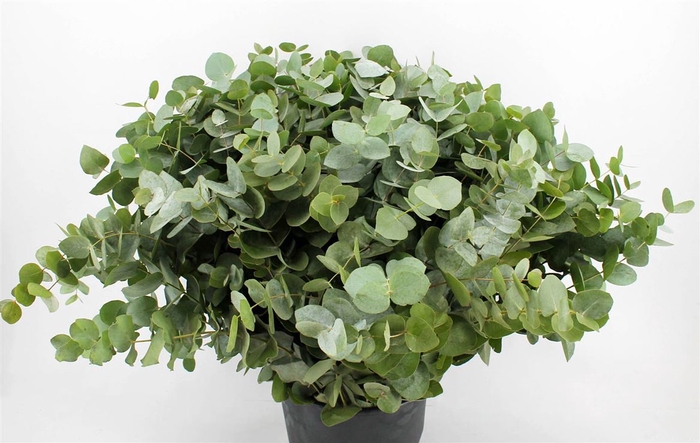 <h4>Euca Cinerea 70-75 Cm P Stem</h4>