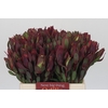 Leucadendron Senorita