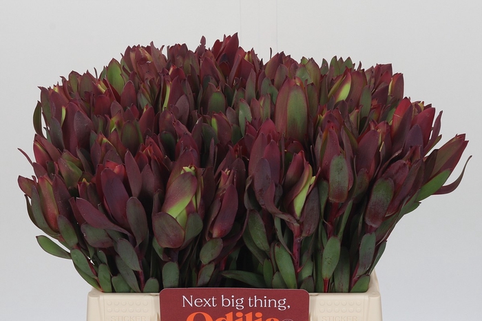 <h4>Leucadendron Senorita</h4>