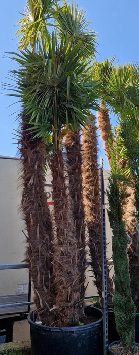 <h4>TRACHYC FORTUNEI</h4>