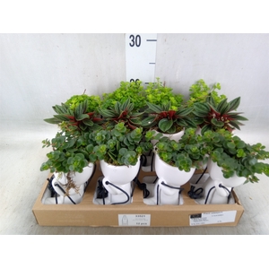 Arr.   Kamerplant Groen L%