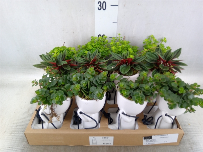 <h4>Arr.   Kamerplant Groen L%</h4>