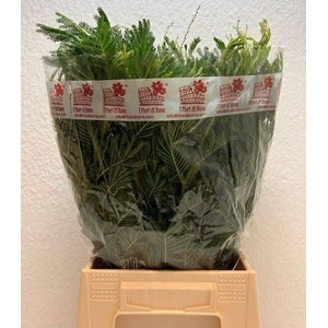 ACACIA MIMOSA BUND