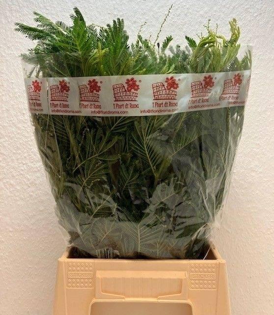 <h4>ACACIA MIMOSA BUND</h4>