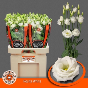 Eustoma gef Rosita White
