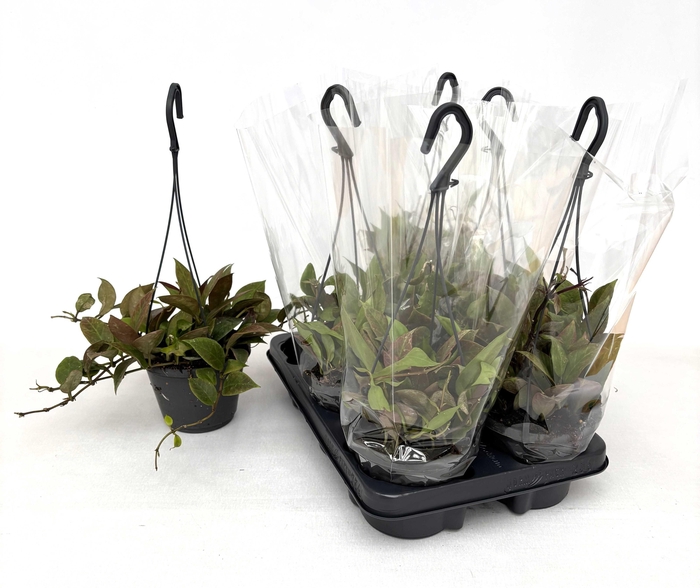 <h4>HOYA SUNRISE</h4>