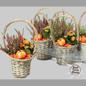 ARR TUINPLANTEN