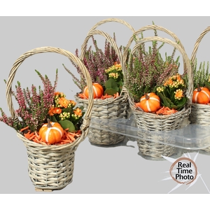 ARR TUINPLANTEN