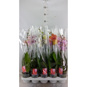 Phalaenopsis   ...mix