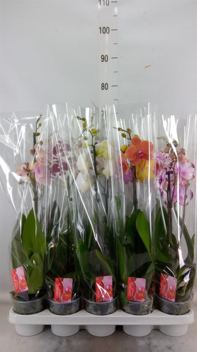 <h4>Phalaenopsis ...mix</h4>