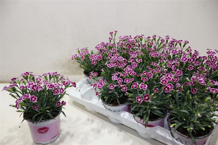 <h4>Dian Di Pink Kisses</h4>
