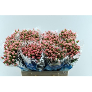 Hyp Coco Casino Pink