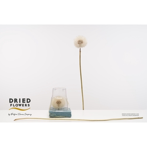 Dried Bleached Dandelion XXXL