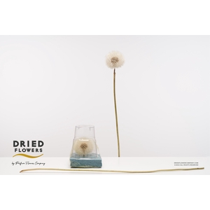 Dried Bleached Dandelion XXXL