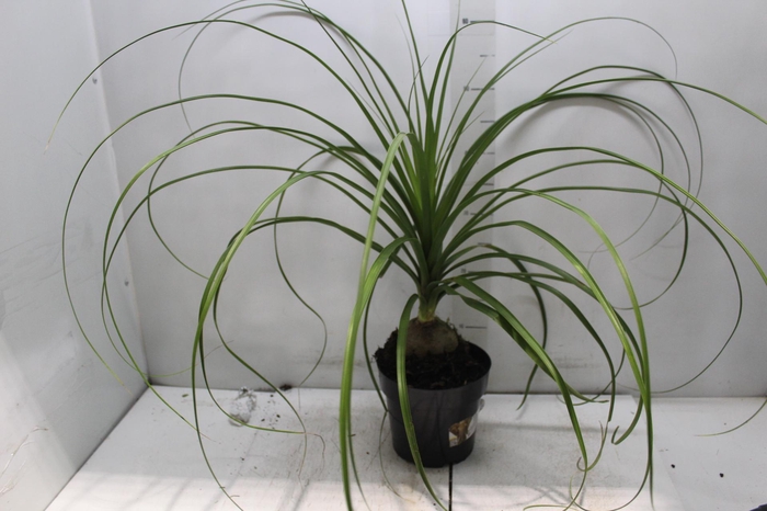 <h4>BEAUCARNEA P17</h4>