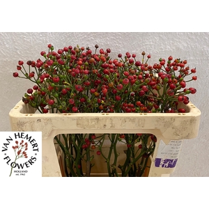 ROSA RED PEARL HIPHO