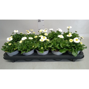 Bellis perennis