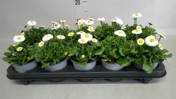 <h4>Bellis perennis</h4>