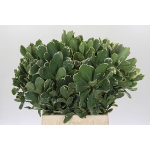 Pittosporum Ilan