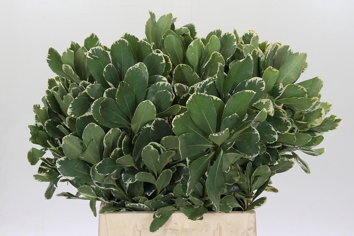 <h4>Pittosporum Ilan</h4>