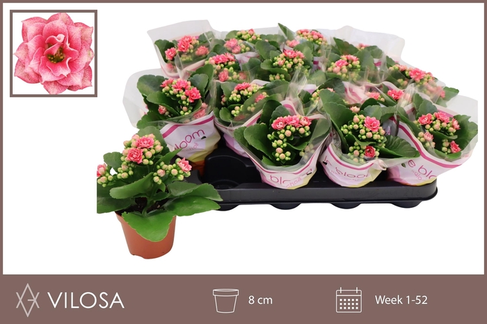 <h4>KAL GE WEAVER BICOL</h4>