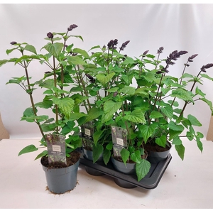 SALVIA SALGOON GEM