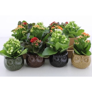 ARR KALANCHOE