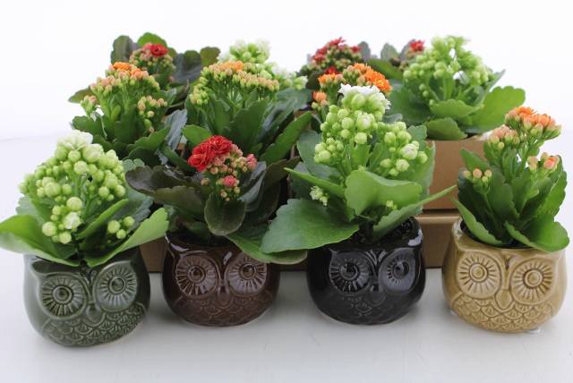 <h4>ARR KALANCHOE</h4>