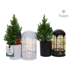 LED Lichtbal Vogels glazen planter met Chamaecyparis.