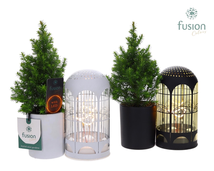 <h4>LED Lichtbal Vogels glazen planter met Chamaecyparis.</h4>