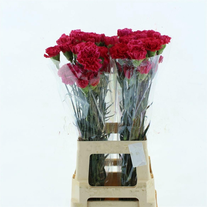 <h4>DI ST BIZET</h4>