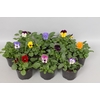 Viola cornuta sixpack F1 Gemengd in sixpack