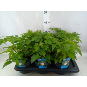Anemone hybrida 'Honorine Jobert'