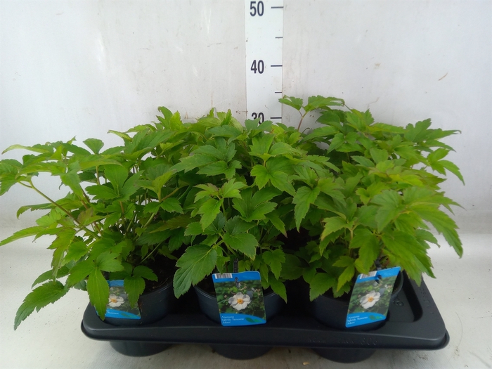 <h4>Anemone hybrida 'Honorine Jobert'</h4>