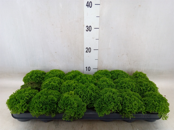 <h4>Selaginella apoda</h4>