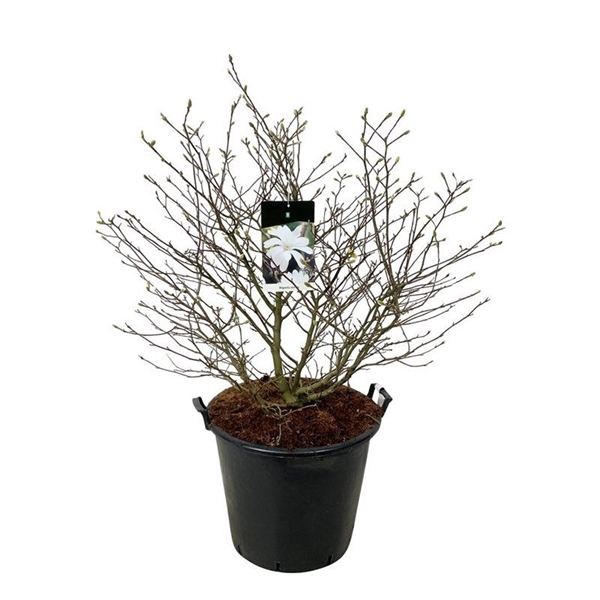 <h4>Magnolia stellata</h4>