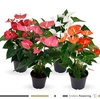 Anthurium Mix 21cm