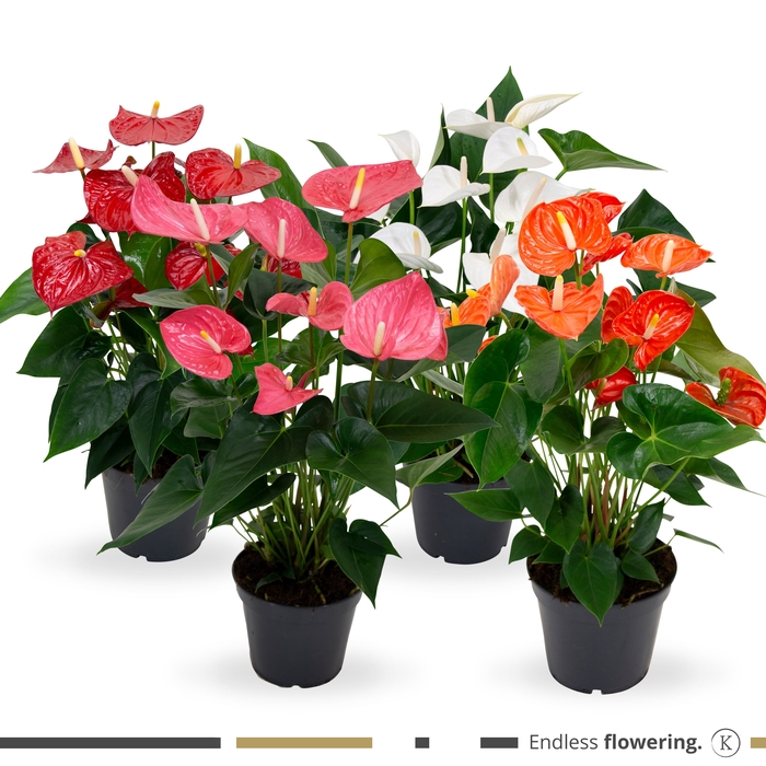 Anthurium Mix 21cm