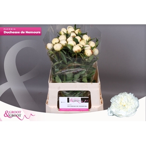 Paeonia Duchesse De Nemours | Heavy Quality