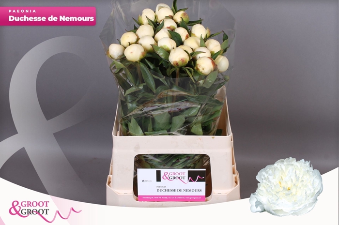 <h4>Paeonia Duchesse De Nemours | Heavy Quality</h4>