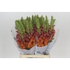 Antirrhinum Potomac Dark Orange