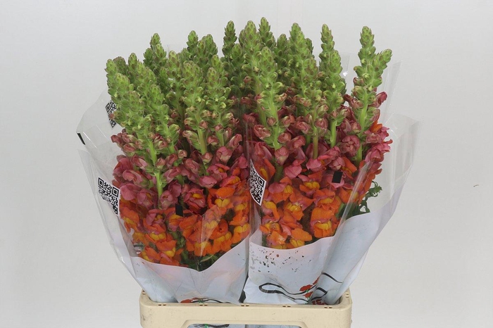 <h4>Antirrhinum Potomac Dark Orange</h4>