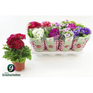 PRIM OB SWEETK A GEM